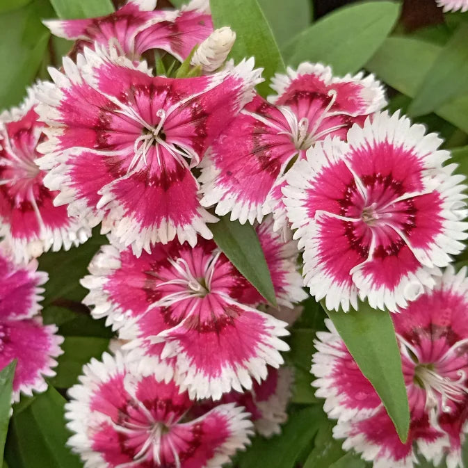 How to Grow Dianthus