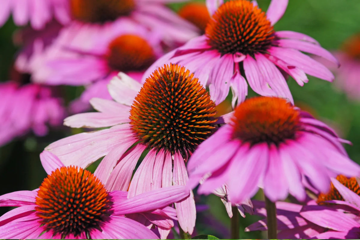 How to Grow Echinacea