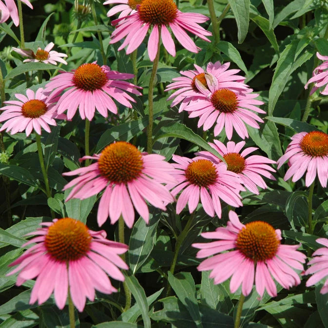 How to Grow Echinacea