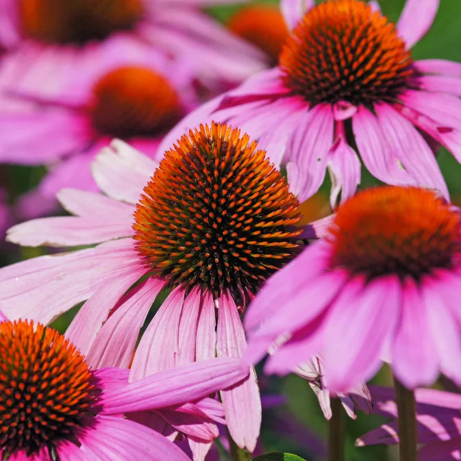 How to Grow Echinacea