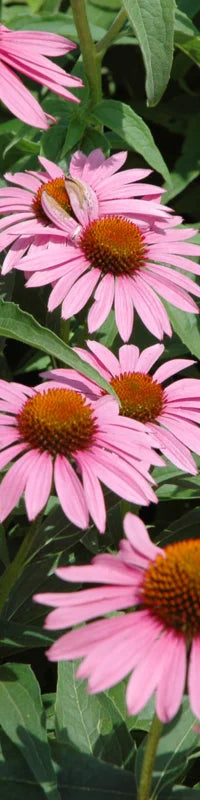 Planting Guide Image