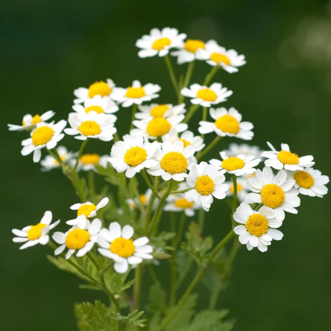 How to Grow Feverfew
