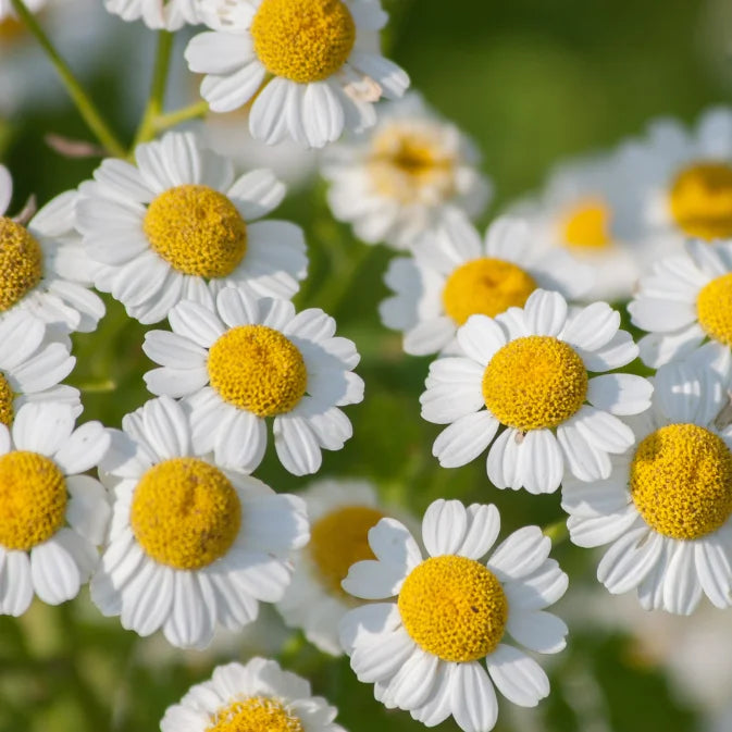 How to Grow Feverfew