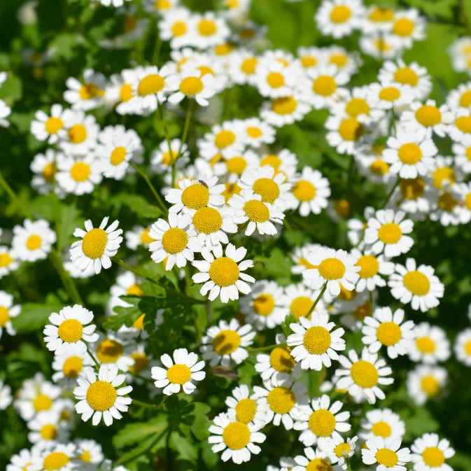 How to Grow Feverfew