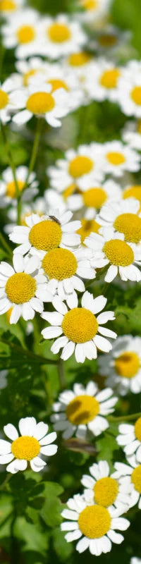 Planting Guide Image