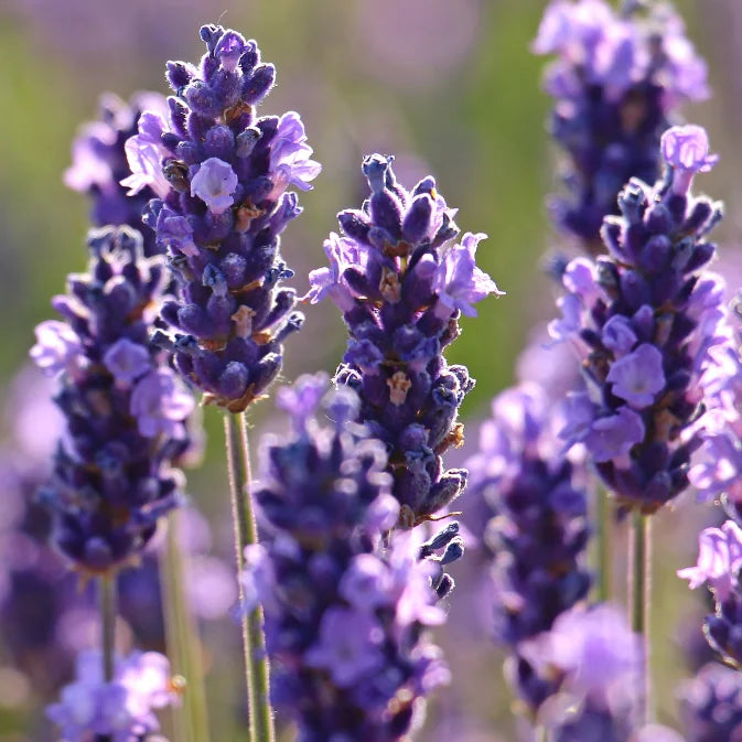 How to Grow Lavender