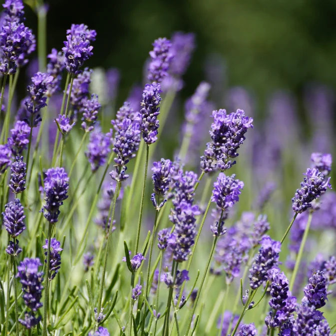 How to Grow Lavender