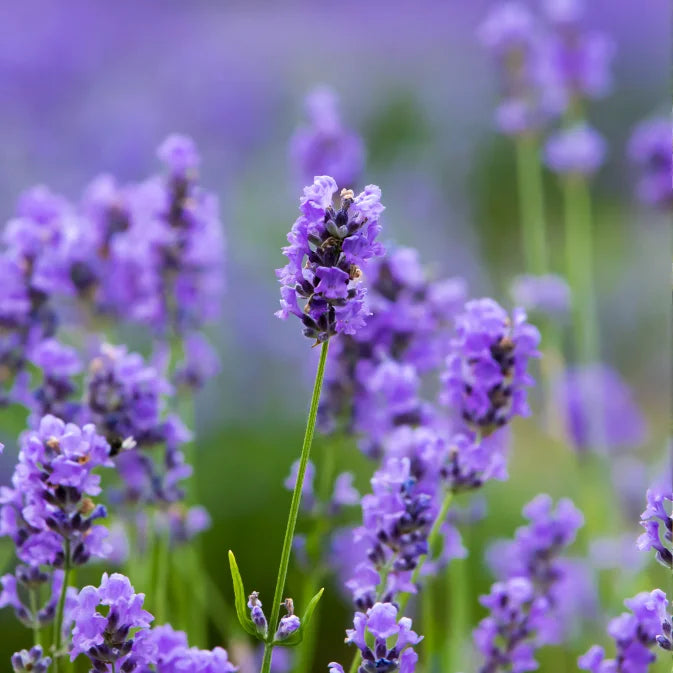 How to Grow Lavender