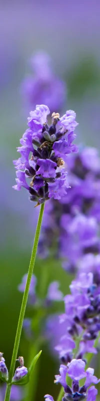 Planting Guide Image