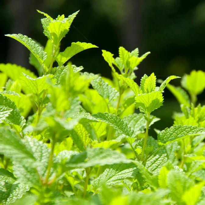 How to Grow Lemon Balm