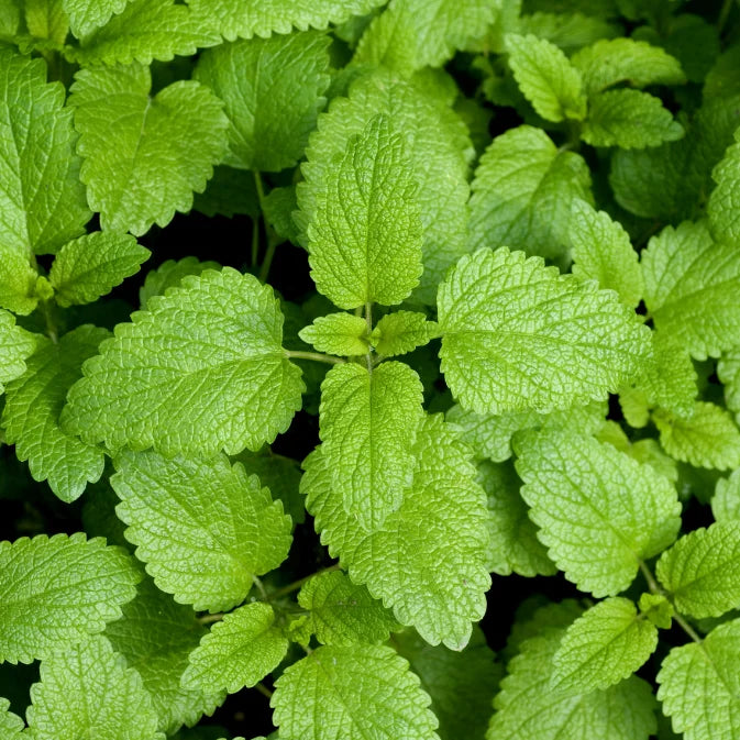 How to Grow Lemon Balm