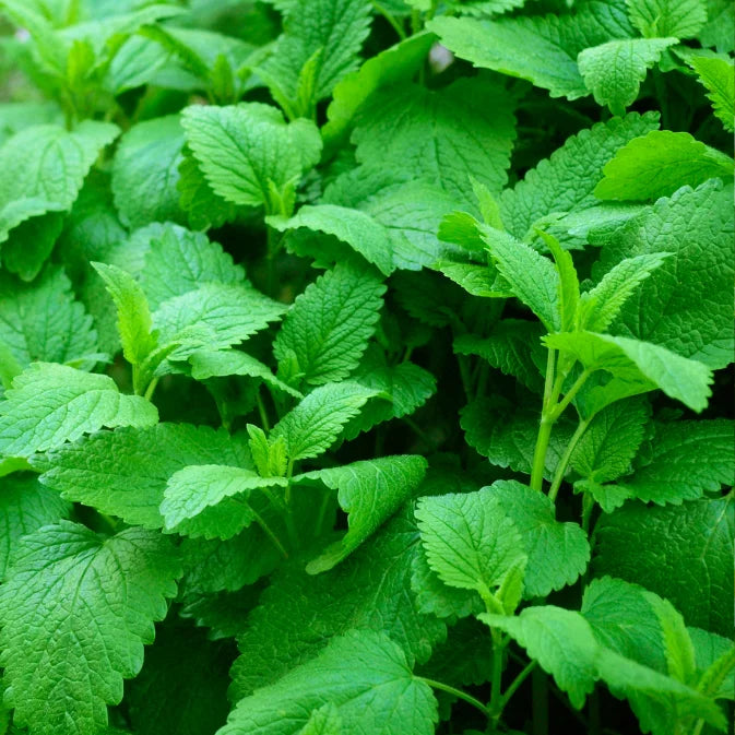 How to Grow Lemon Balm