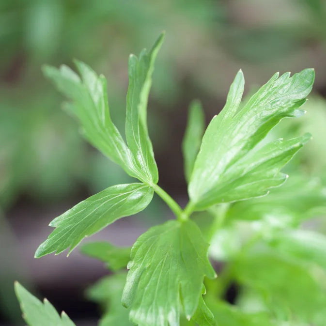 How to Grow Lovage