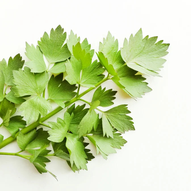 How to Grow Lovage