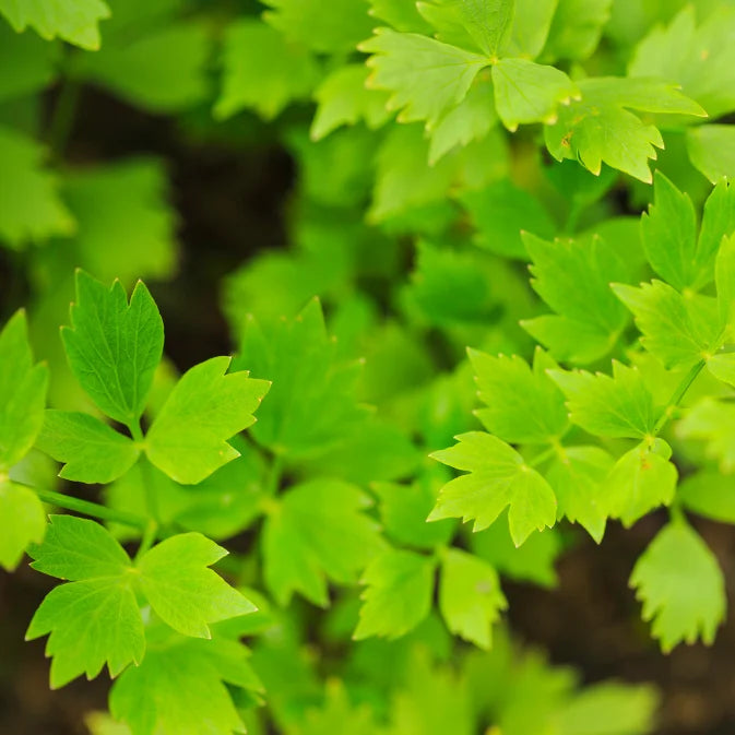 How to Grow Lovage