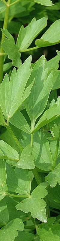 Planting Guide Image