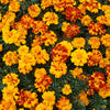 multi color marigold