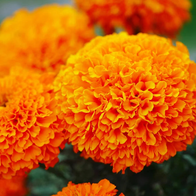 close up orange marigold flower