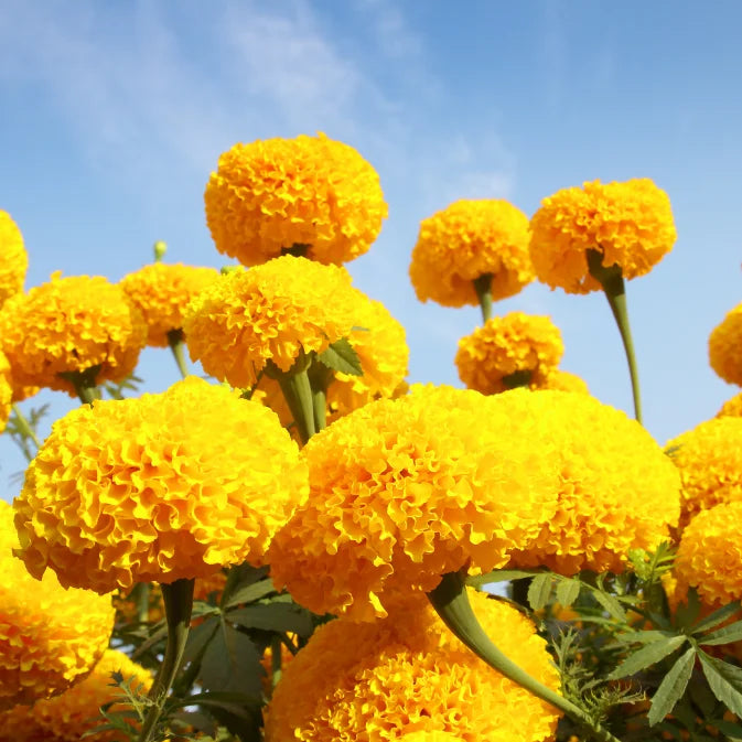 yellow marigold flower