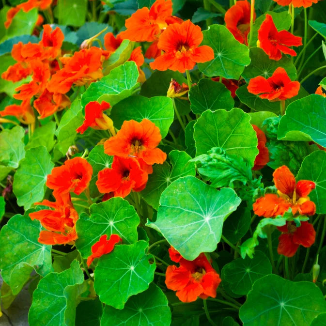 How to Grow Nasturtium