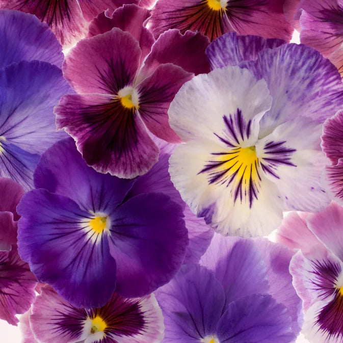 How to Grow Pansies