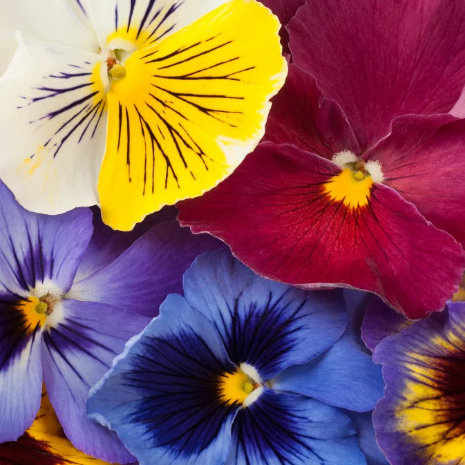 How to Grow Pansies