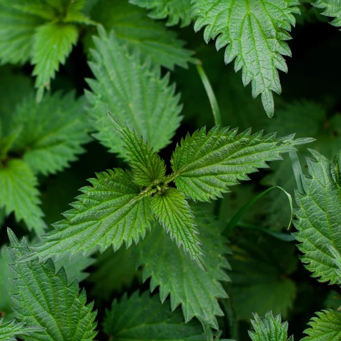 How to Grow Stinging Nettle
