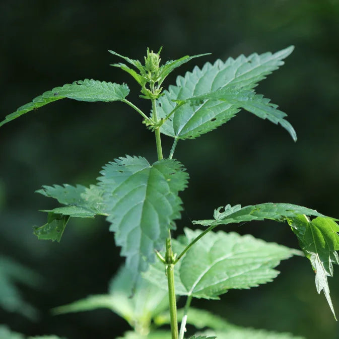 How to Grow Stinging Nettle