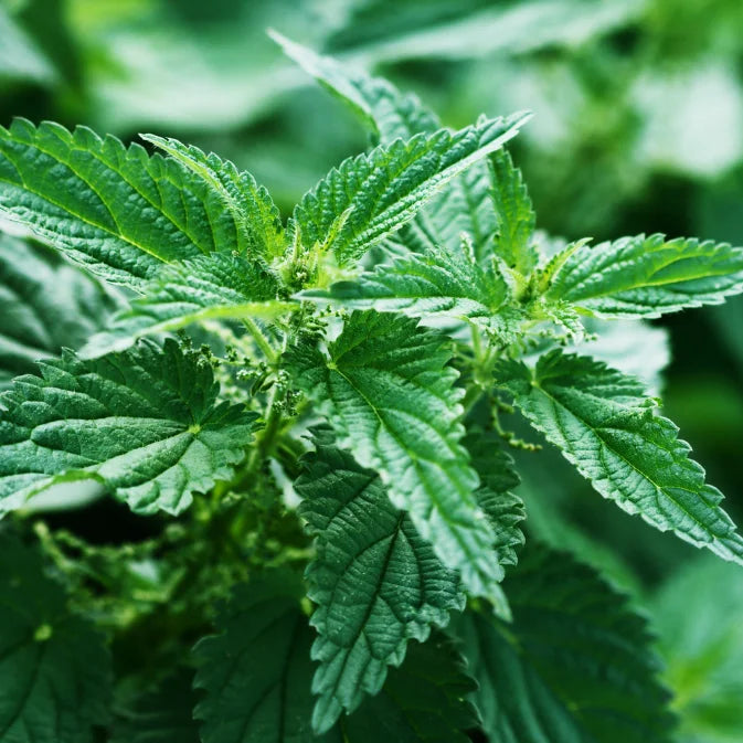 How to Grow Stinging Nettle