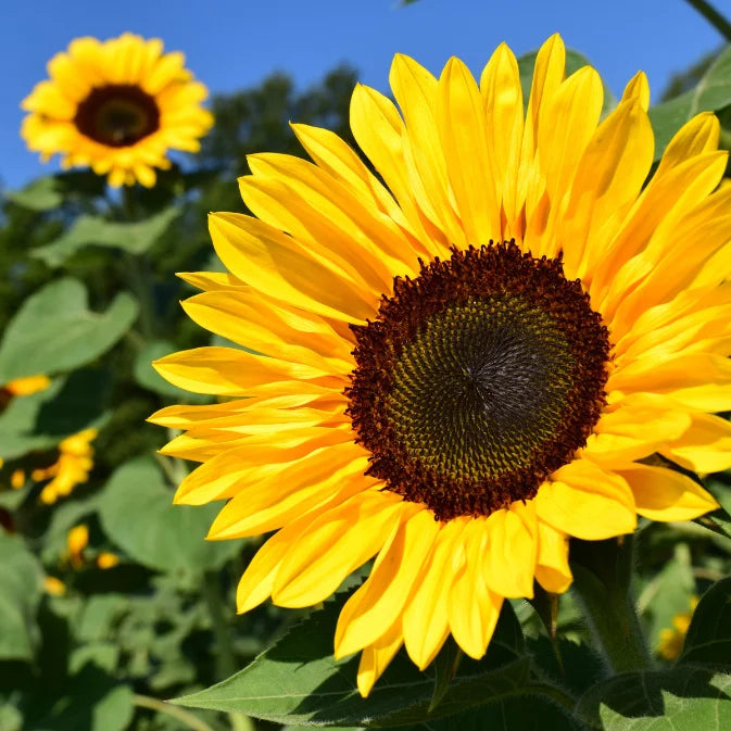 How to Grow Sunflowers