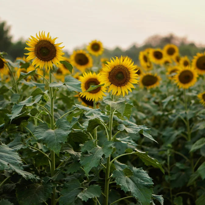 How to Grow Sunflowers