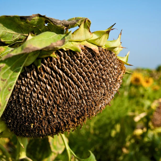 How to Grow Sunflowers