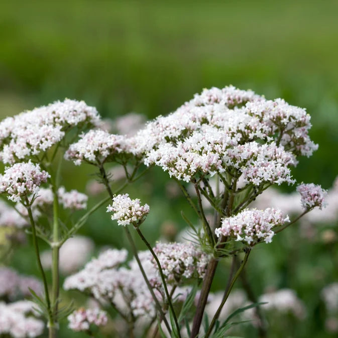How to Grow Valerian