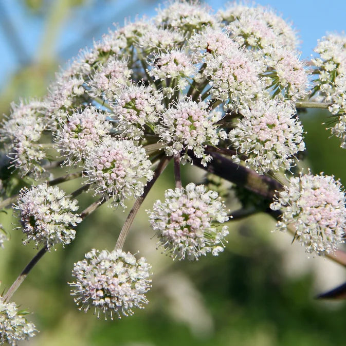 How to Grow Valerian