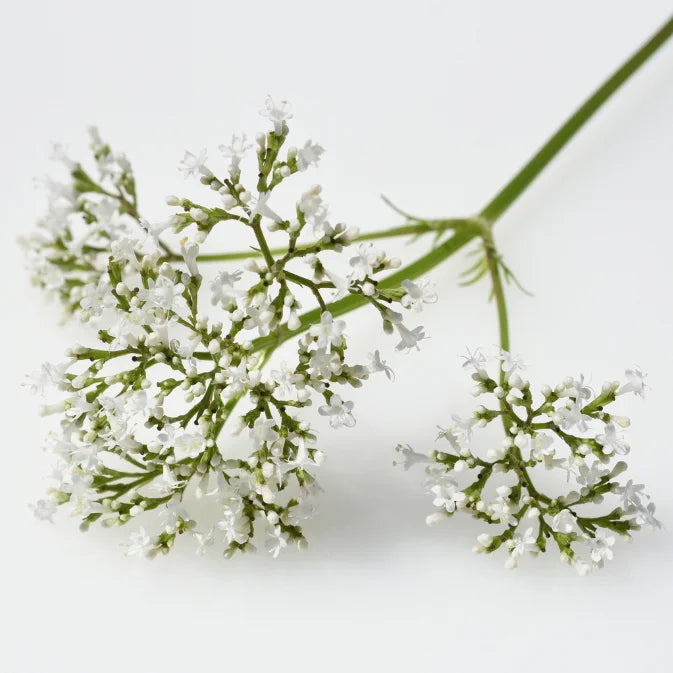 How to Grow Valerian