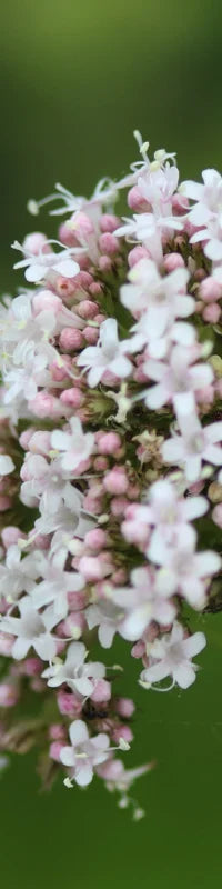 Planting Guide Image