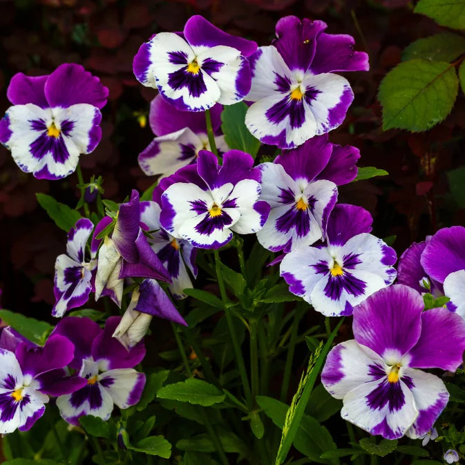 purple and white viola 