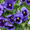 purple viola