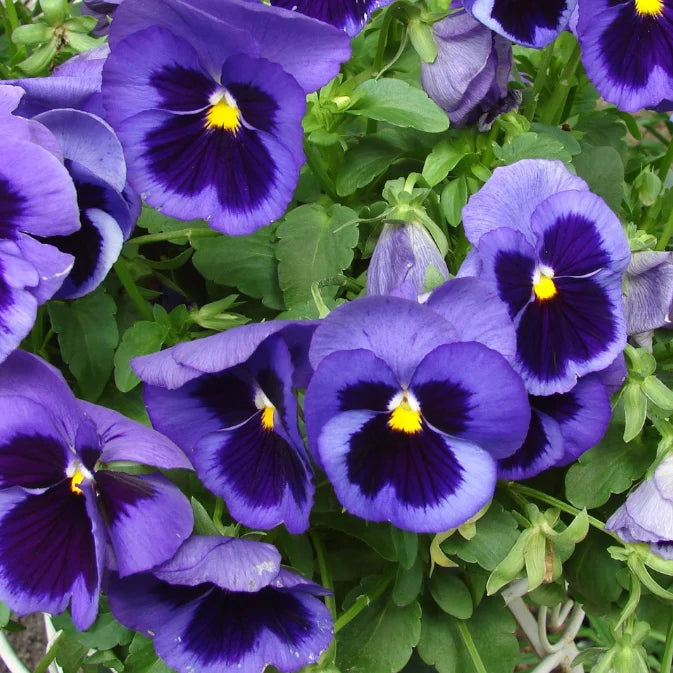 How to Grow Violas