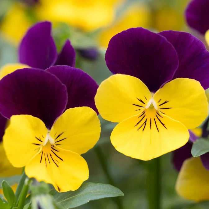 How to Grow Violas