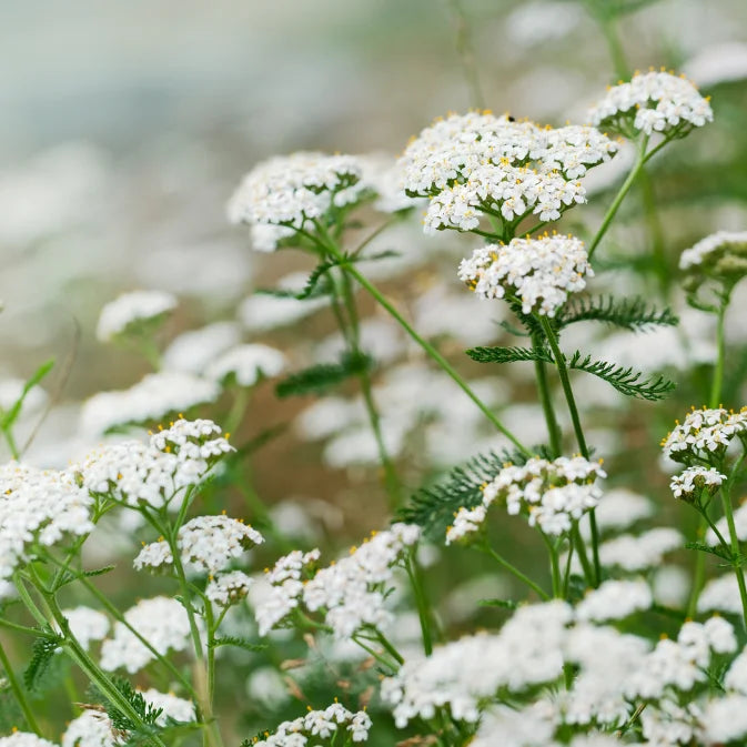 How to Grow Yarrow