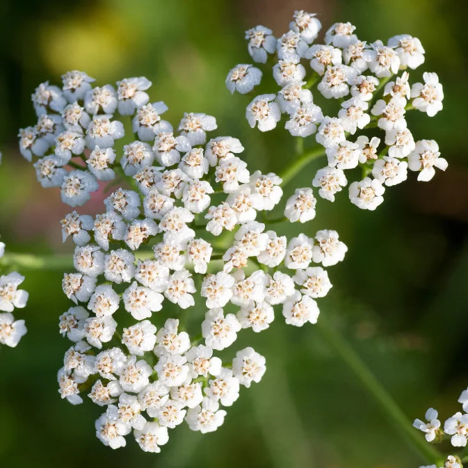 How to Grow Yarrow