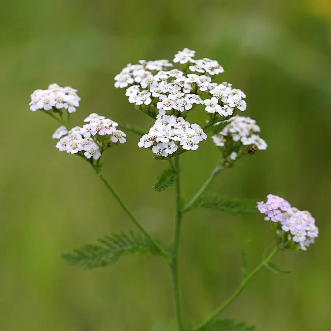 How to Grow Yarrow