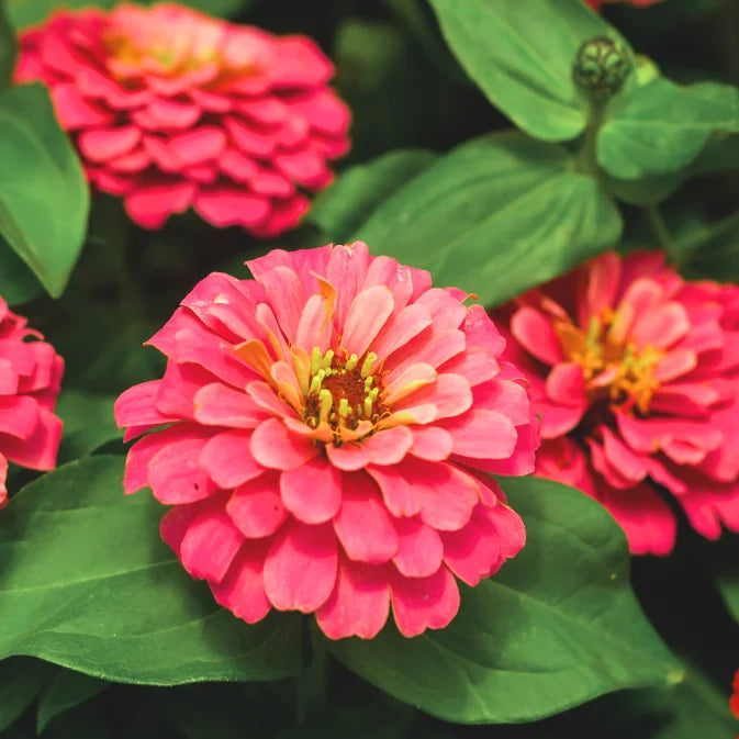 How to Grow Zinnias