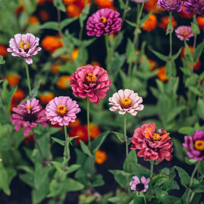 How to Grow Zinnias