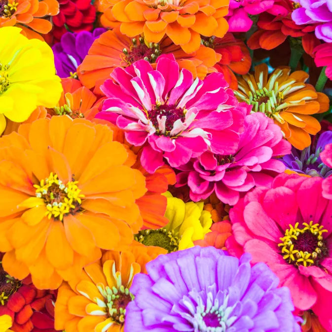 How to Grow Zinnias