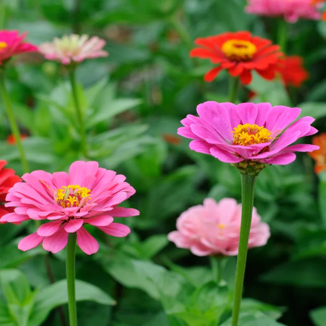 How to Grow Zinnias