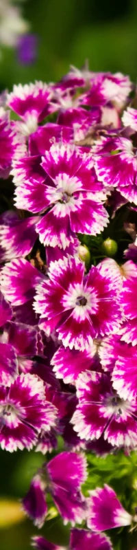 Planting Guide Image