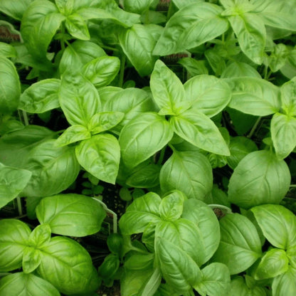 basil kitchen herb close up leaves image