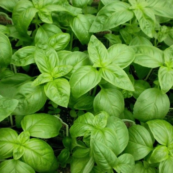 Fresh basil leaves growing in a home herb garden